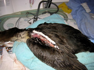 A Double Crested Cormorant hit by a car