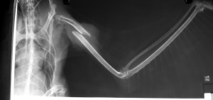 A cormorant's xray with broken bone