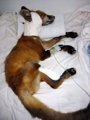 Fox recovering after surgery