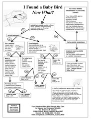 Bird rescue flow charts by Shannon Jacobs