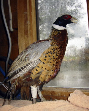 Pheasant with splinted leg.