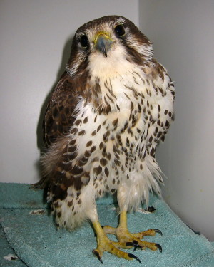 Prairie falcon with broken femur.